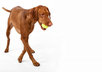 help you solve your Vizsla obedience training problems small2