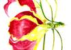 water color a portrait of any animal,plants and human small2