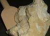 ship you 1 pound of Organic Unrefined Raw Shea butter small2