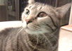 draw a cat with iPad with Japanese or Korean words of your choice or I will pick one for you small2