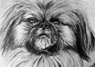 draw your pet portrait on paper with charcoal and pencil and will send it to you by mail, not digital small2