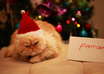 take a photo of my male persian cat with your message small2