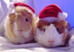 take a picture with your message with my two guinea pigs small2