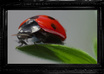 create a PAINTING from your photo small2