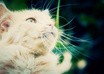 edit Your Video Look AWESOME with Color Fixing and Effects small2