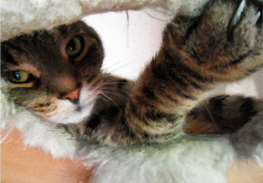 create an ORIGINAL digital pet portrait painting or drawing from your favorite photograph big2