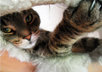 create an ORIGINAL digital pet portrait painting or drawing from your favorite photograph small2
