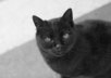 buy food and feed an alley street cat that always come to my house small2