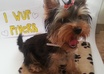 take a pic with YOUR message with my yorkie Nicca small2