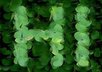 write any word or message in the form of clouds or leaves small2
