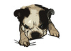 make a colorful cartoon portrait of your pet small2