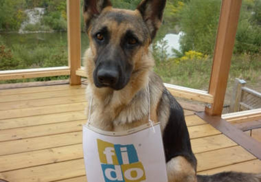 take incredible pictures of my dog holding your message, website, logo, fan sign or whatever you like big2