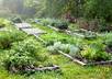 give you the complete guide to growing anything in your backyard small2