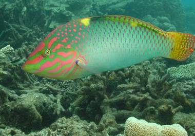send you my personal UNDERWATER world photography big2