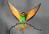take your 5 photos and dramatically enhance one color to make them pop so you can give them out as cool gifts small2