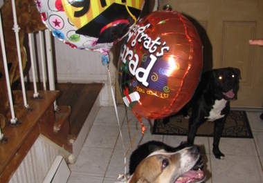 give you advice and tips on you how to train a dog and do tricks big2