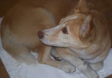 have my lovely dog  hold your message big2