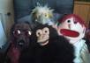 create a puppet video with any message you want small2