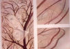 send you a jpg of my Fairy Art small2