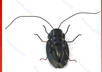 send you this amazing New Solar Powered Toy 6 Legs Black Cockroach with FREE shipping Worldwide Only small2