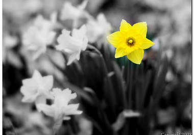 make TEN of your photos black and white big2