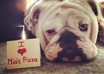 take a picture of my female bulldog with your message small2