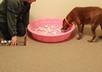 let my REDBONE coonhound choose your lottery numbers small2