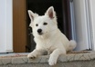 let my dog Ozzy draw you a picture, hold a sign, or promote your business small2