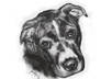 draw a Charcoal Portrait of You or your Pet small2