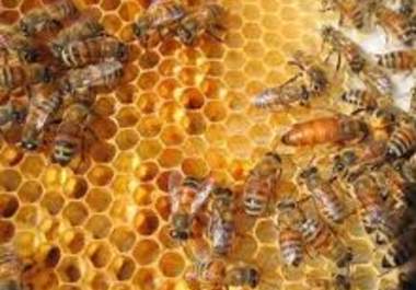 teach you about beekeeping successfully big2
