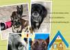 make you a pet collage photo small2