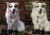 turn five pictures into an art sketch small2