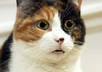 make a short HD video of a cute cat saying your message or testimonial or to promote your business small2
