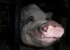 take a picture of my pig and your message small2