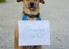 take a professional photo of my dog/model holding a sign with your message for you small2
