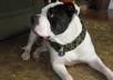 send you a hand made scarf for your dog small3