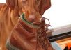 help you solve your Vizsla obedience training problems small3