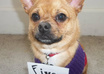 take a picture of my Pughuahua in a sweater, with your message small3