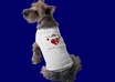 [level Two Seller] photoshoot your logo, motto, website, other professionally with my various dog models small3
