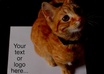 get my cat kitten to pose with your text message or logo as a still photograph small3