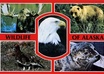 send you a postcard from Alaska small3
