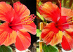 create a professional drawing from your photograph small3