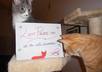 take several photos of my cat with your message small3
