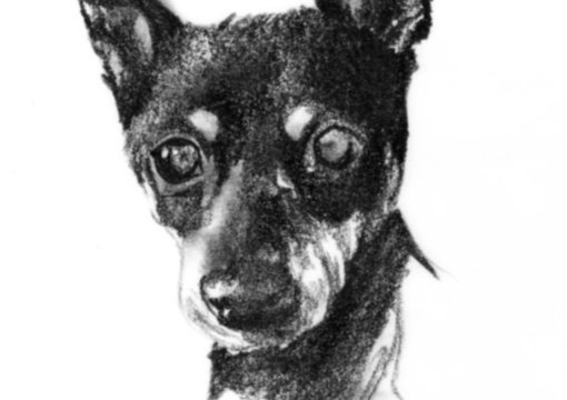 make a cute portrait of your pet big3