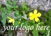 add your msg or logo to one of the pics from my garden small3