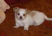 let you use an image of my cute dog small3