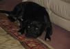 give you advice and tips on you how to train a dog and do tricks small3