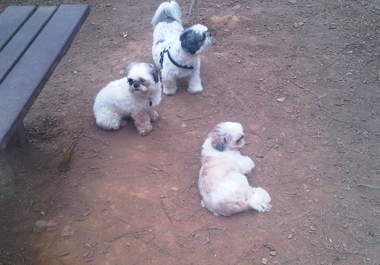 give you solid advice on your dog behavior challeges or training big3