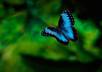 send 60 high quality animals wall paper small3