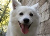 let my dog Ozzy draw you a picture, hold a sign, or promote your business small3